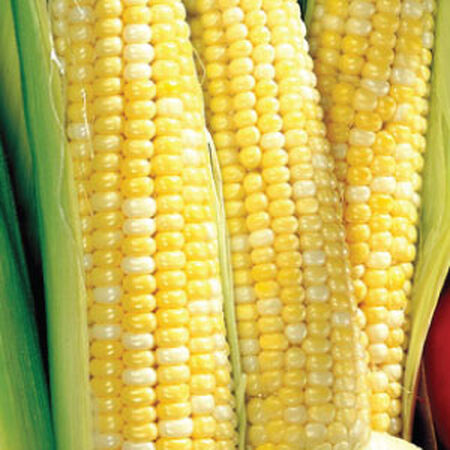 Ambrosia Bi-color Corn Seed Treated